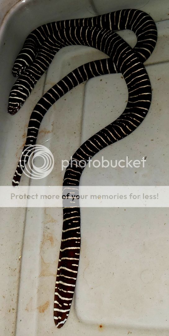 20181229 102036 zps5vbv3fir - Best Stock At The Best Prices! Only At Tropicorium!!!