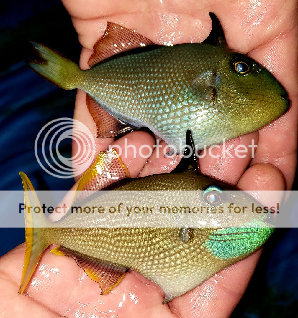 20181229 110220 zpssbd9h5sz - Best Stock At The Best Prices! Only At Tropicorium!!!