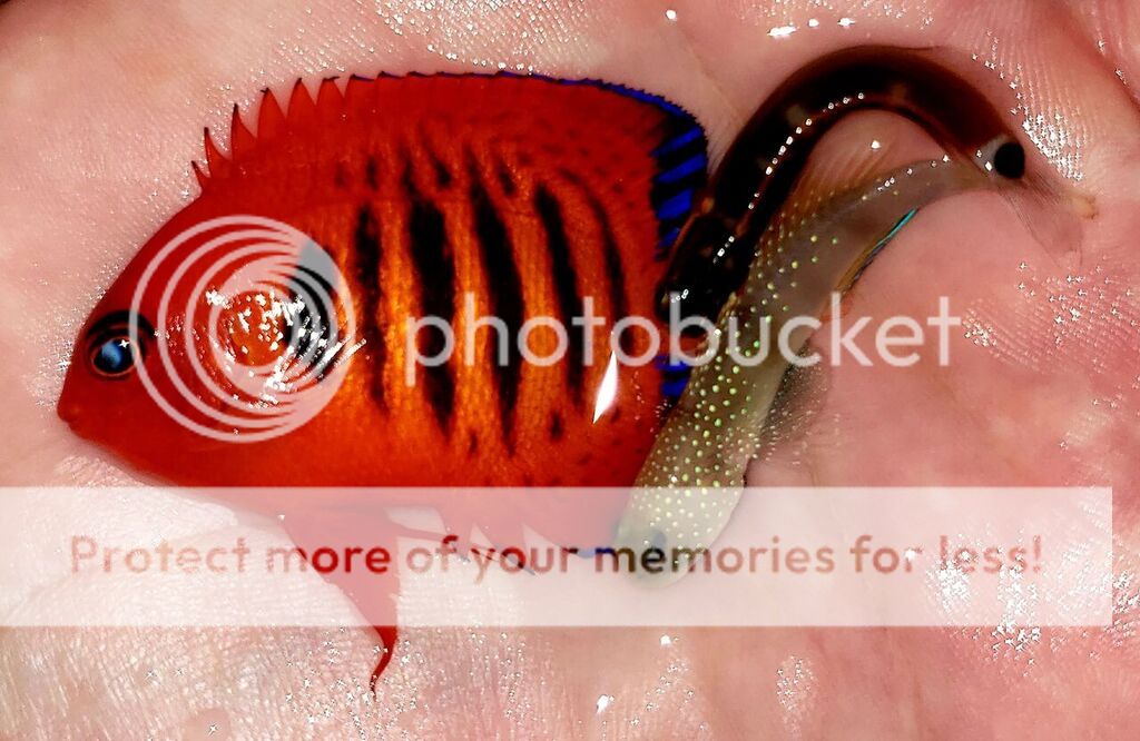 unspecified zpsrelskvz5 - Best Stock At The Best Prices! Only At Tropicorium!!!