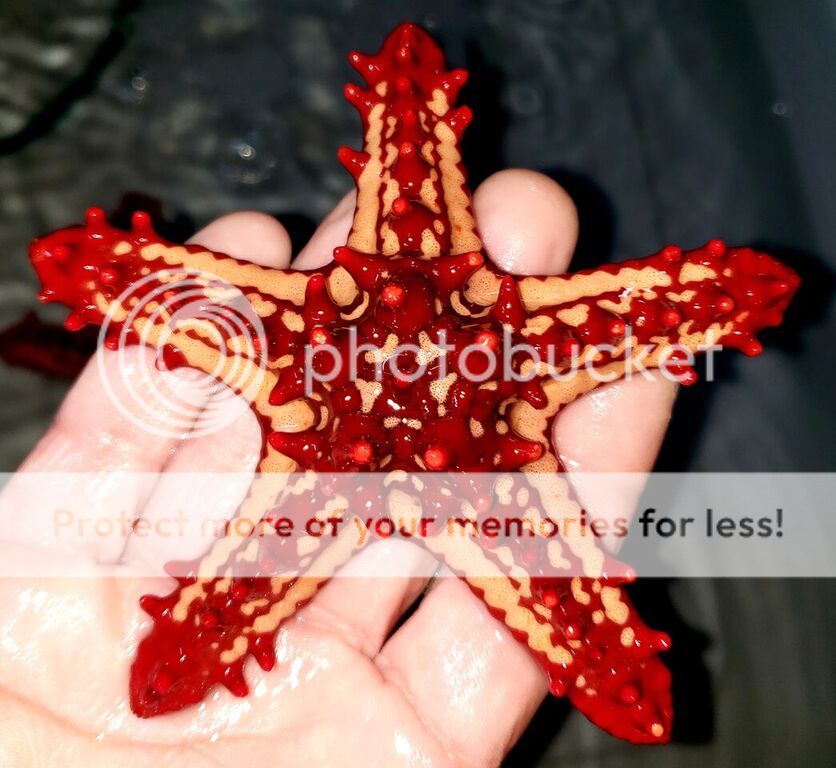 unspecified zpsvcm7swpf - Best Stock At The Best Prices! Only At Tropicorium!!!