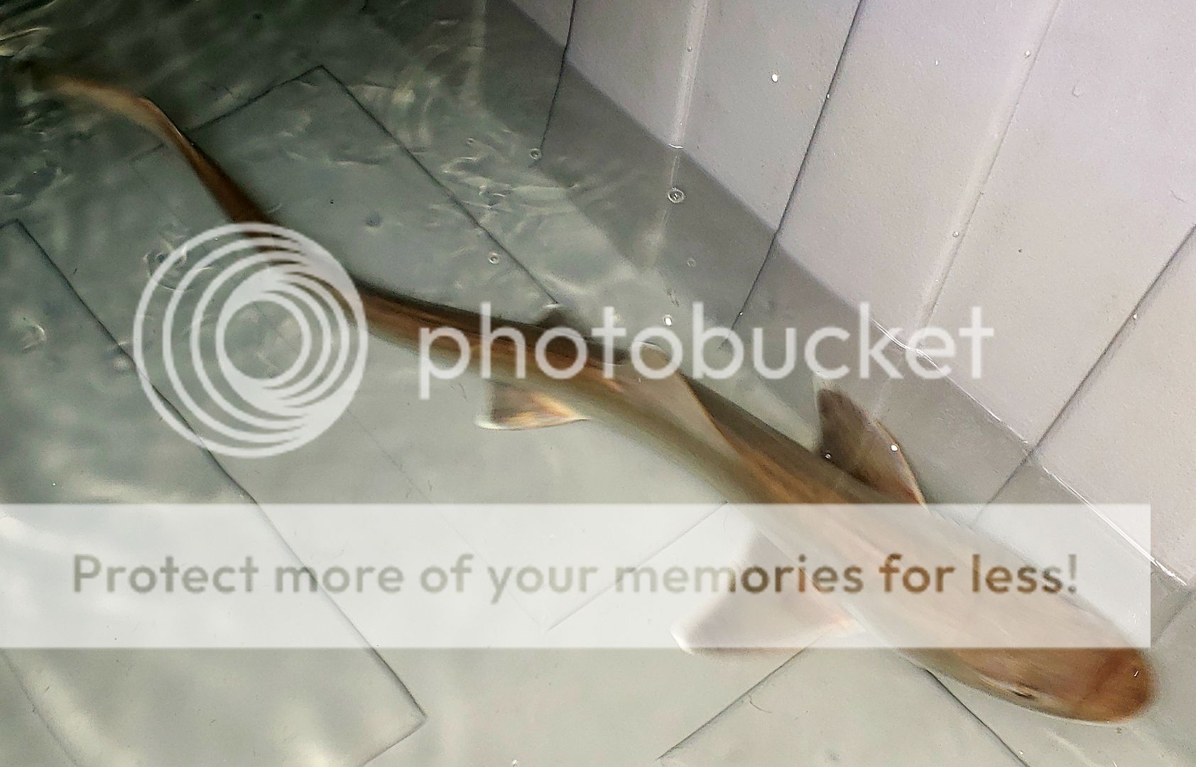 20190118 114744 zps8mugygcj - Best Stock At The Best Prices! Only At Tropicorium!!!