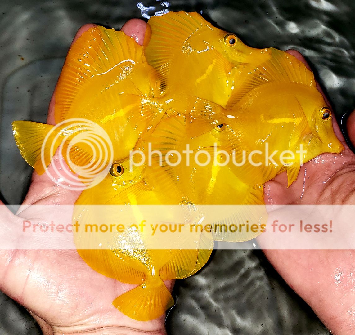 20190125 170127 zpslkxd7ki4 - Best Stock At The Best Prices! Only At Tropicorium!!!