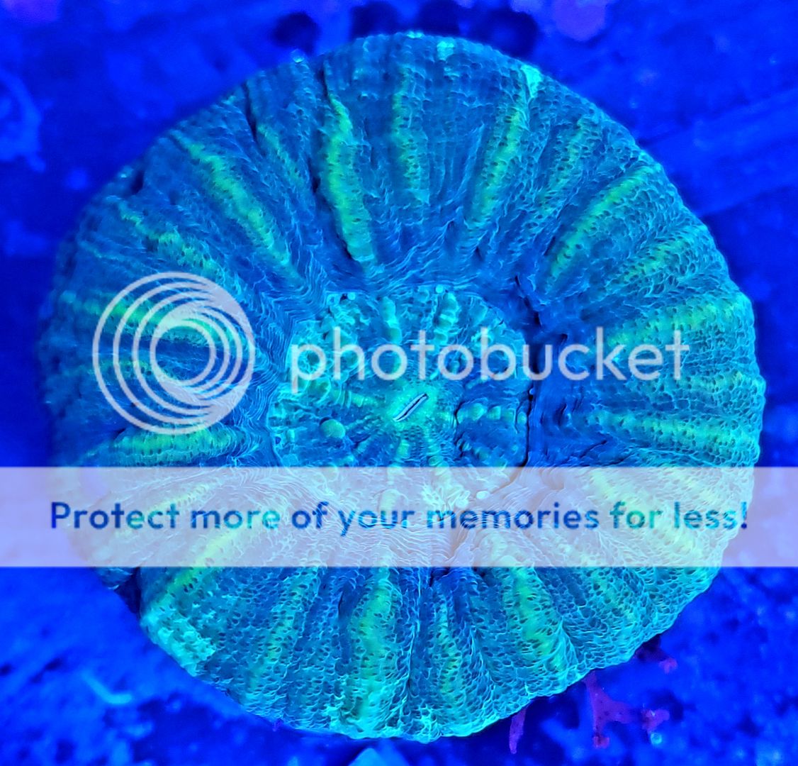 20190118 105906 zpsietj7mik - Best Stock At The Best Prices! Only At Tropicorium!!!