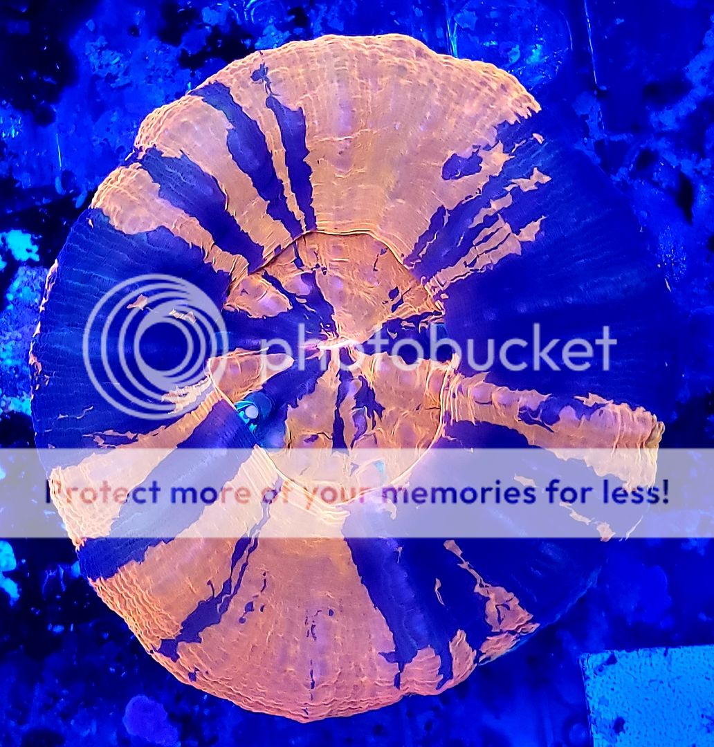 20190118 105943 zps81xlyqvf - Best Stock At The Best Prices! Only At Tropicorium!!!