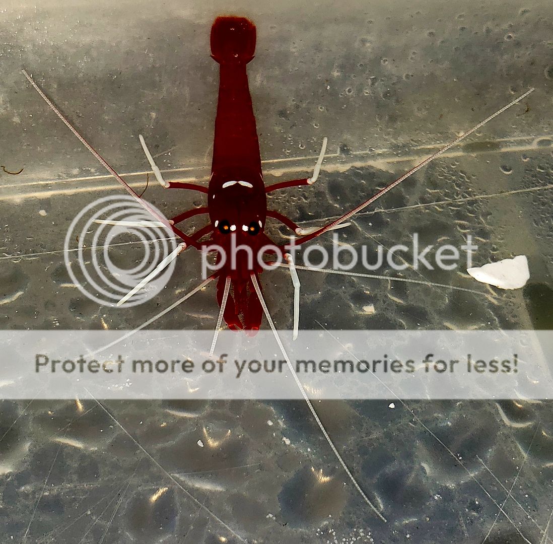 20190118 114932 zps0uwwc5qo - Best Stock At The Best Prices! Only At Tropicorium!!!