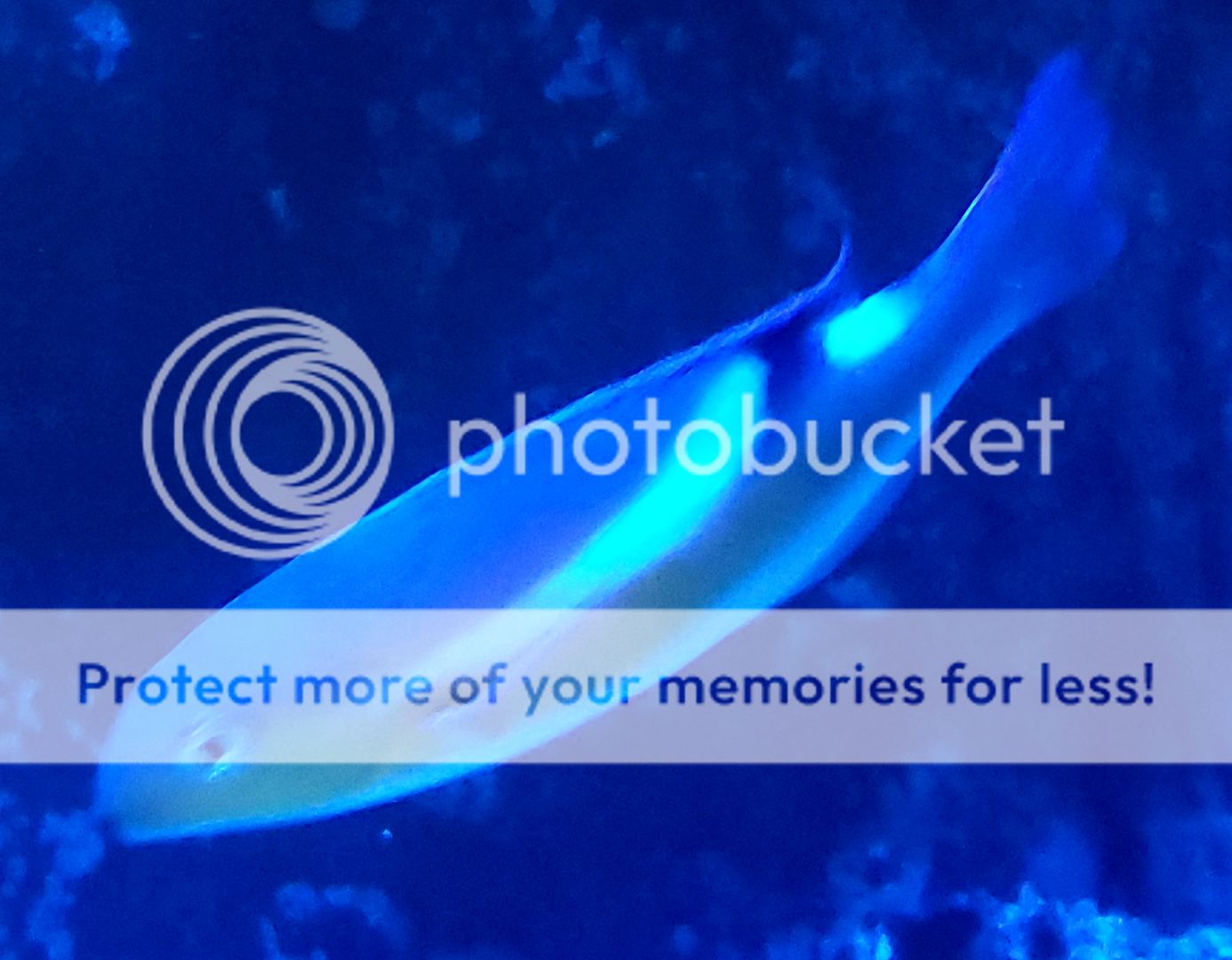 20190118 115534 zpsbxpqsx9g - Best Stock At The Best Prices! Only At Tropicorium!!!