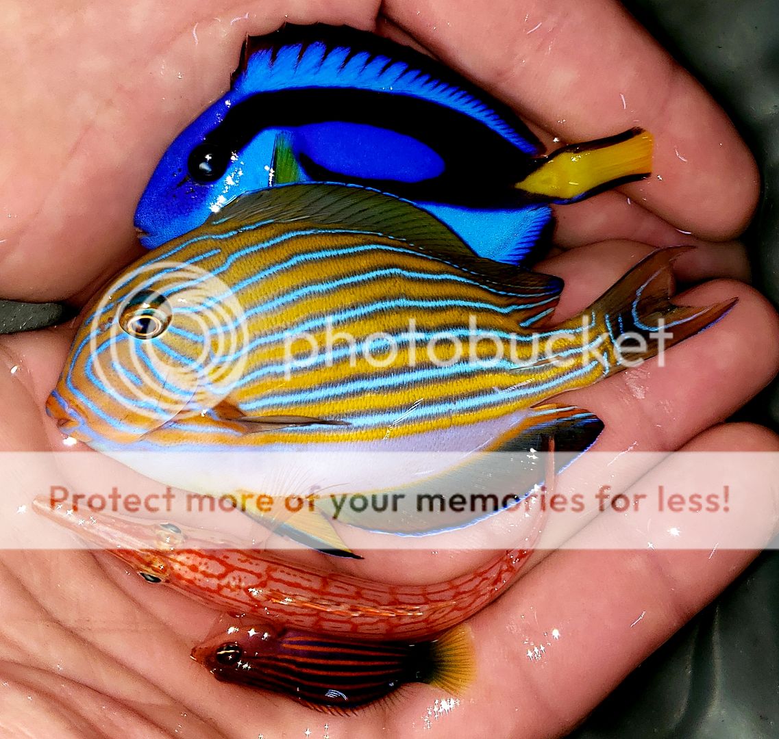 20190207 110531 zpswdjkqhlw - Best Stock At The Best Prices! Only At Tropicorium!!!