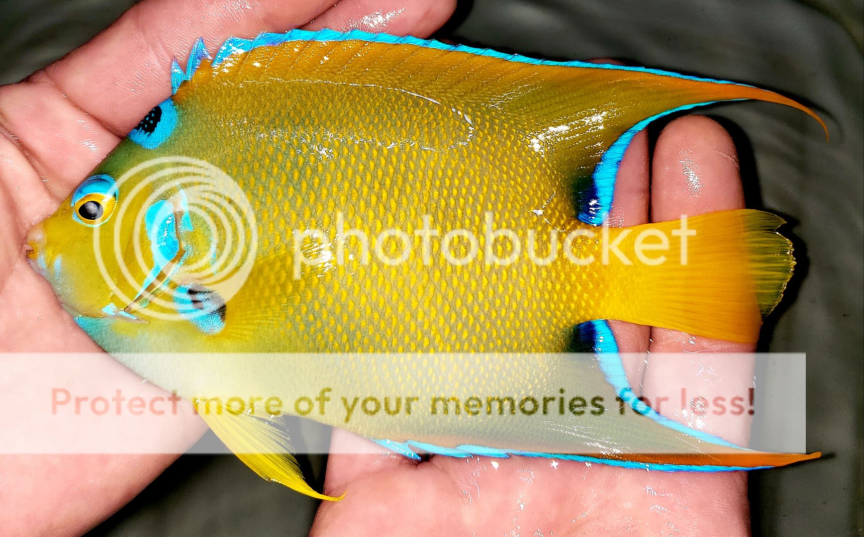 20190207 155915 zpsvyz62bfu - Best Stock At The Best Prices! Only At Tropicorium!!!