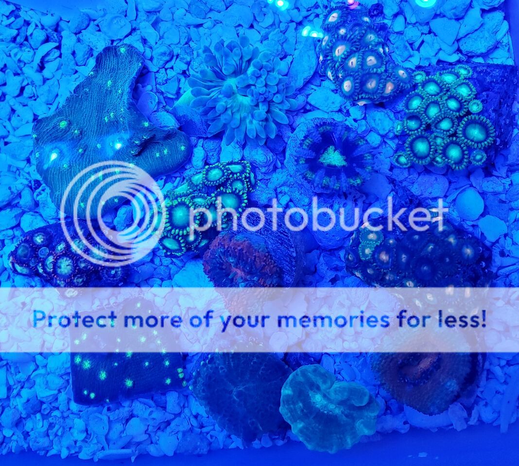 3dWmsVVD zpsan8lday9 - Best Stock At The Best Prices! Only At Tropicorium!!!