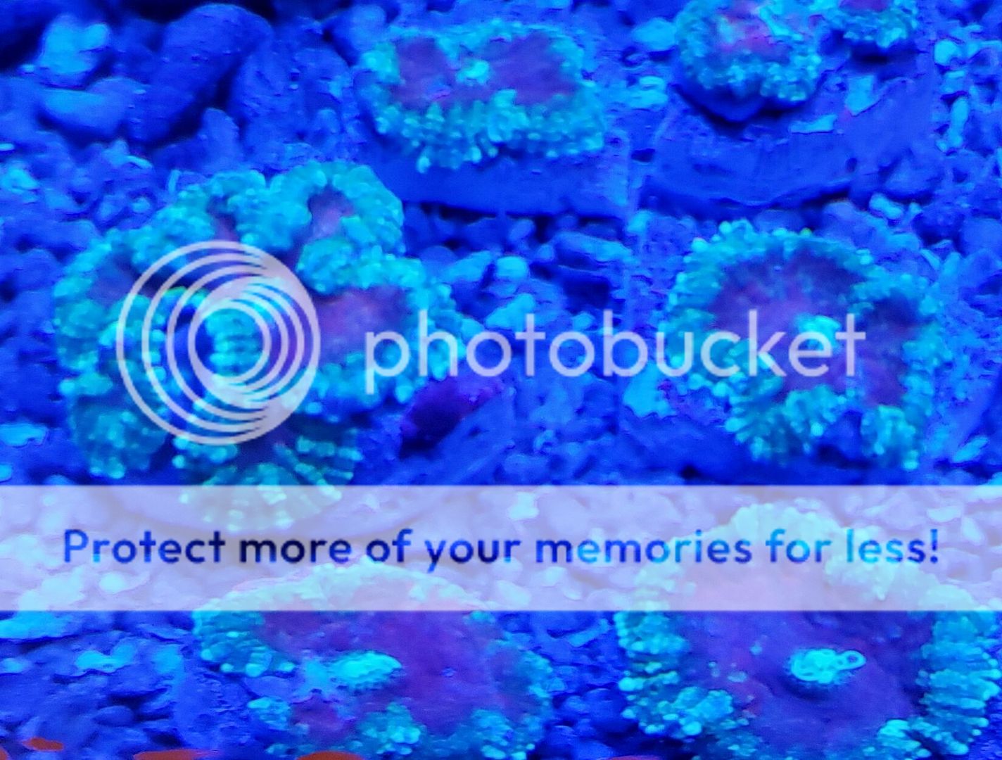 6QnjvoYj zpsrysdcmve - Best Stock At The Best Prices! Only At Tropicorium!!!