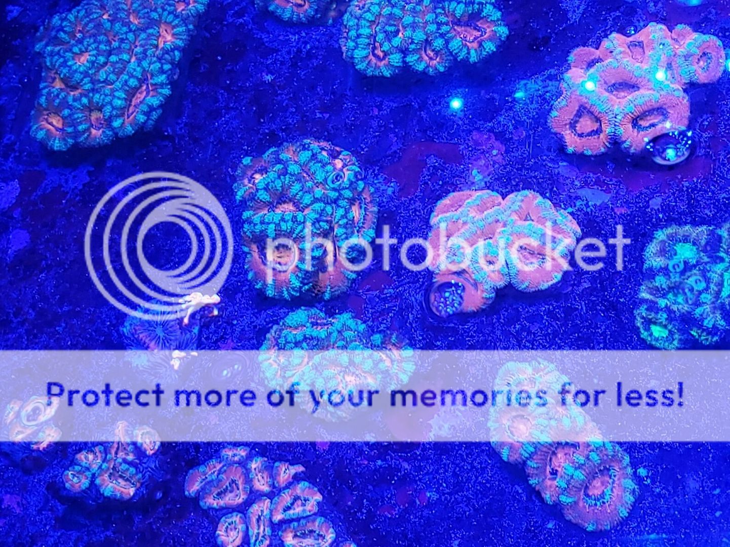 dq5GPIPT zpsrbwc1l3f - Best Stock At The Best Prices! Only At Tropicorium!!!